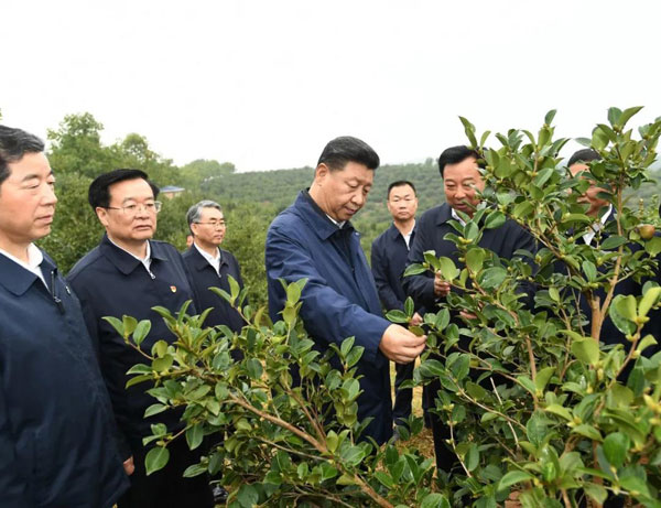 习近平在光山县深入油茶园和农村考察调研