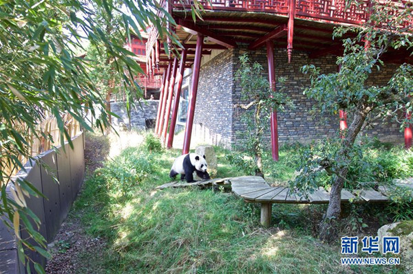 旅荷大熊猫宝宝取名“梵星”