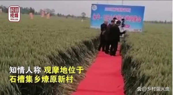 【无语】领导来视察，麦田铺红毯！