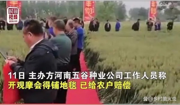 【无语】领导来视察，麦田铺红毯！