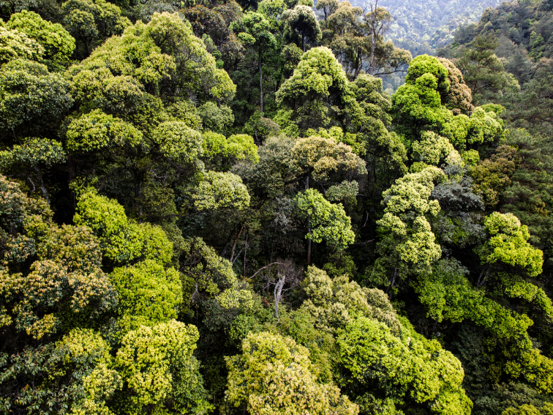 我国重点保护野生动植物种群持续恢复