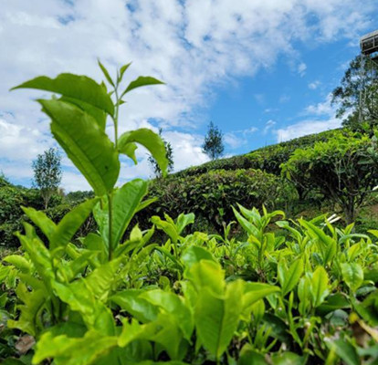 中国最南端茶叶产区首次实现茶叶出口海外