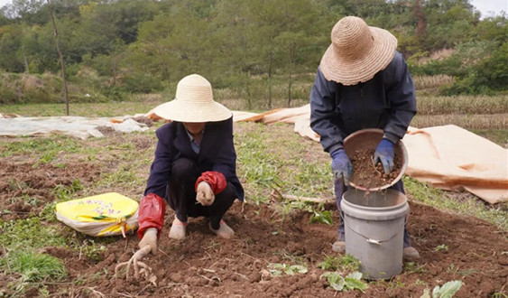 西和:小半夏撑起致富大产业