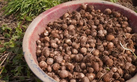 西和:小半夏撑起致富大产业