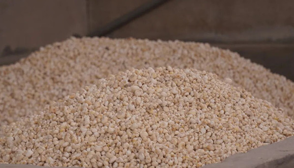 西和:小半夏撑起致富大产业