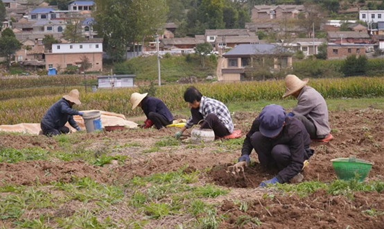 西和:小半夏撑起致富大产业