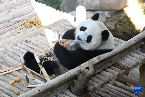 旅马大熊猫“辰星”“晓月”正式亮相