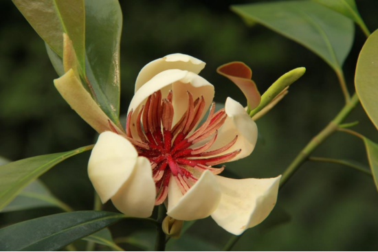 世界野生动植物日︱我国重点保护陆生野生动物和野生植物种数保护率超过80%