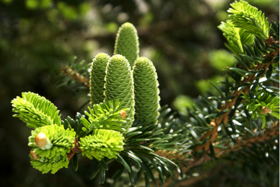世界野生动植物日︱我国重点保护陆生野生动物和野生植物种数保护率超过80%