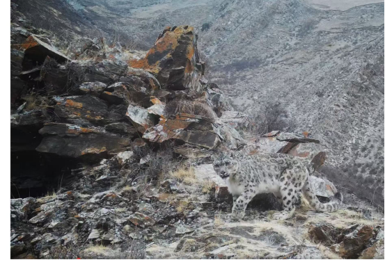 世界野生动植物日︱我国重点保护陆生野生动物和野生植物种数保护率超过80%